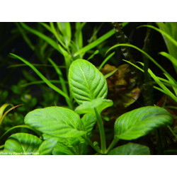 AQUAFLEUR - Limnophila rugosa - Pianta d'acquario Verde