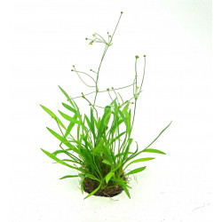 Helanthium tenellum (ex Echinodorus tenellus) - Vasetto Pianta d'acquario