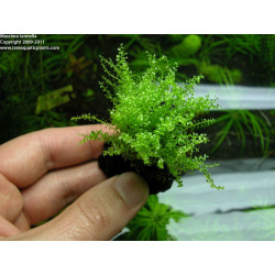 Plagiomnium affine (Pearl moss) - VITRO  Pianta d'acqua dolce