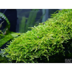 Vesicularia ferriei - Weeping moss - Vitro Muschio d'acquario