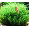 Amblystegium serpens Moss - Vitro Muschio d'acquario