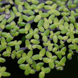 Lemna minor - pianta Galleggiante Antialghe d'acquario dolce