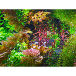 Rotala macrandra 'Narrow Leaf' - Pianta Rossa d'acquario dolce tropicale