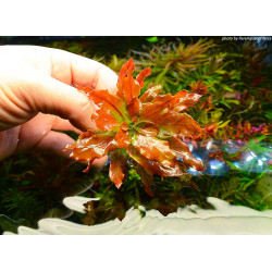 Ludwigia sphaerocarpa - Pianta d'acquario Rossa