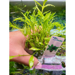 Rorippa aquatica - Erroneous Armoratia rorippa - Vasetto - Pianta Verde d'acquario