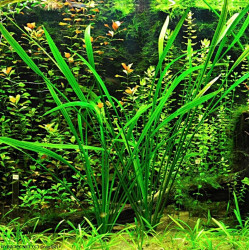 Echinodorus decumbens - Pianta d'Acquario Verde