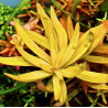 Ammannia pedicellata 'Golden' - VITRO Nesaea pedicellata 'Golden' - RARITA' Pianta d'Acquario dolce tropicale