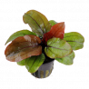 Anubias barteri var. nana 'Narrow Leaf'